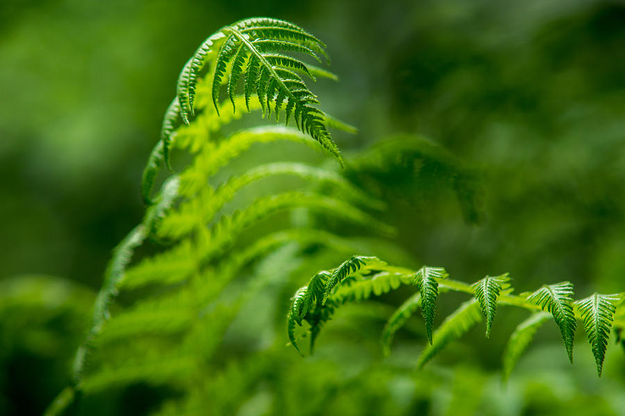Fern Intersect Photograph by Chris Bordeleau