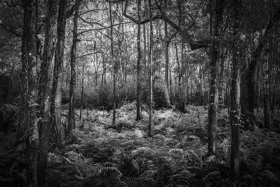 Tampa Photograph - Fern Lace b/w by Marvin Spates