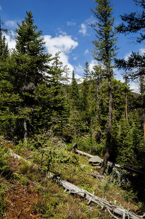 Forest Along Fern Lake Trail Photograph By Robert Vanderwal Fine Art 