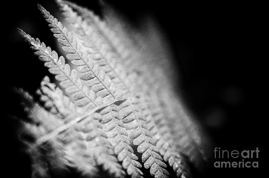Fern Leaf in the Sunlight Botanical / Nature Photograph Photograph by PIPA Fine Art - Simply Solid