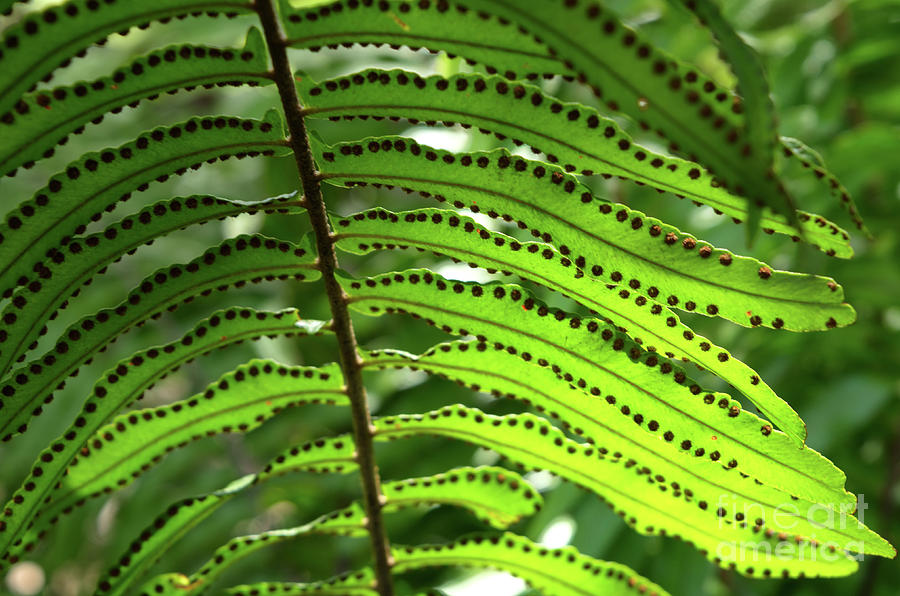 Fern Leaf Photograph by Michelle Meenawong