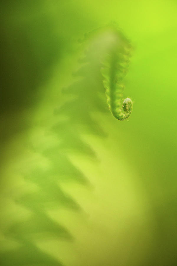 Fern Leaf Minimalism - Fragility In Green Photograph by Dirk Ercken
