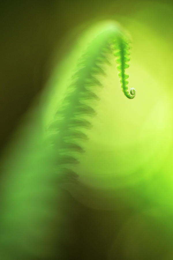 Fern Leaf Minimalism - Purity In Green Photograph by Dirk Ercken