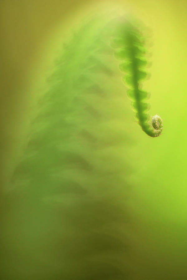 Fern Leaf Minimalism - Serenity In Green Photograph by Dirk Ercken