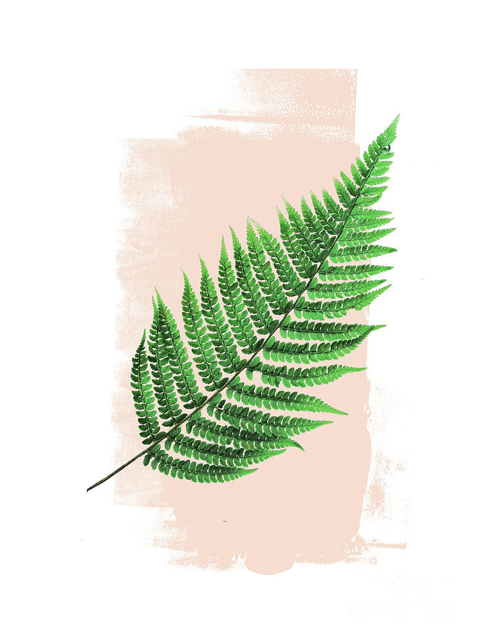 Fern Leaf on Pink by EMANUELA CARRATONI Fern Leaf on Pink by EMANUELA CARRATONI