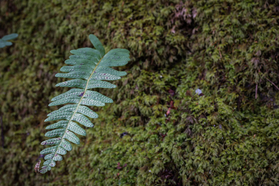 Nature Photograph - Fern leaf  by Silviu Dascalu
