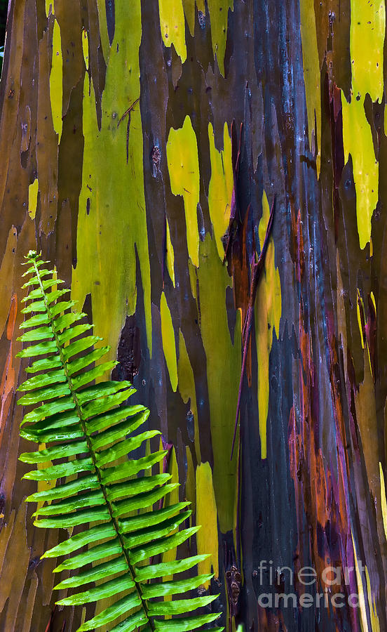 Fern leave and Rainbow Photograph by Frank Wicker