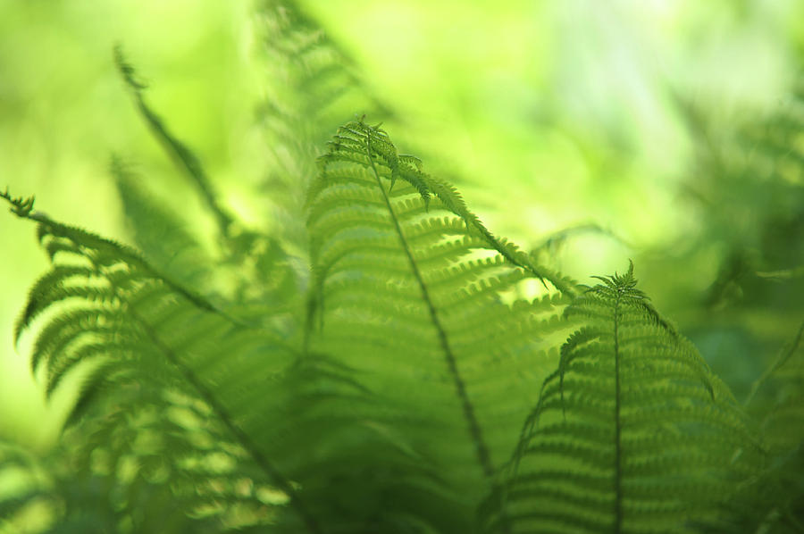 Fern Leaves 2. Green World  Photograph by Jenny Rainbow