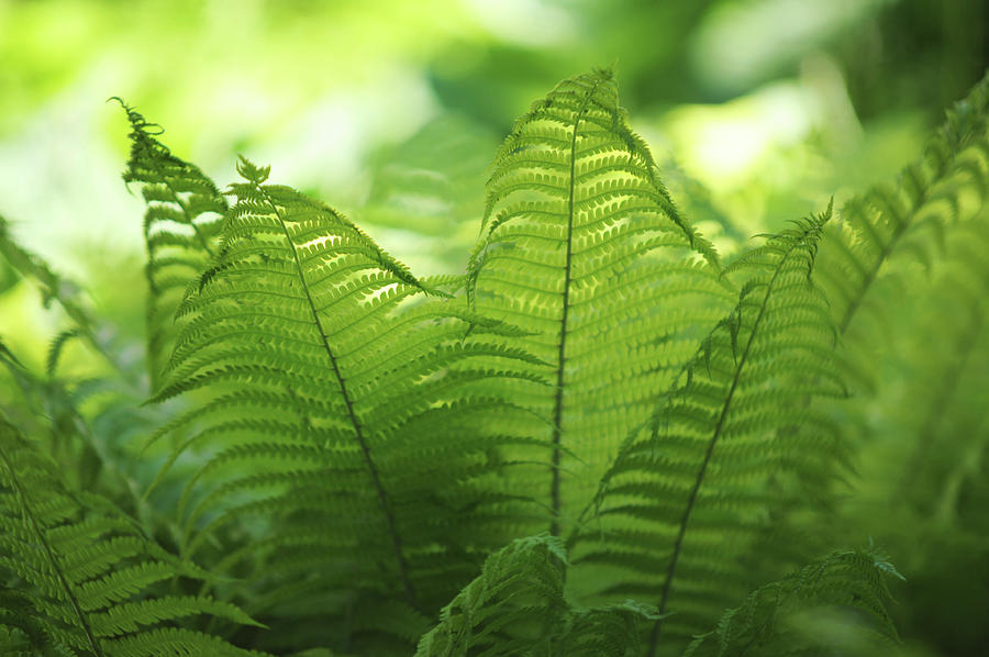 Fern Leaves 4. Green World  Photograph by Jenny Rainbow