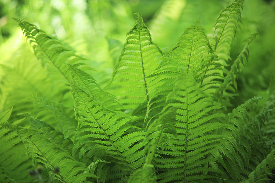 Fern Leaves 5. Green World  Photograph by Jenny Rainbow