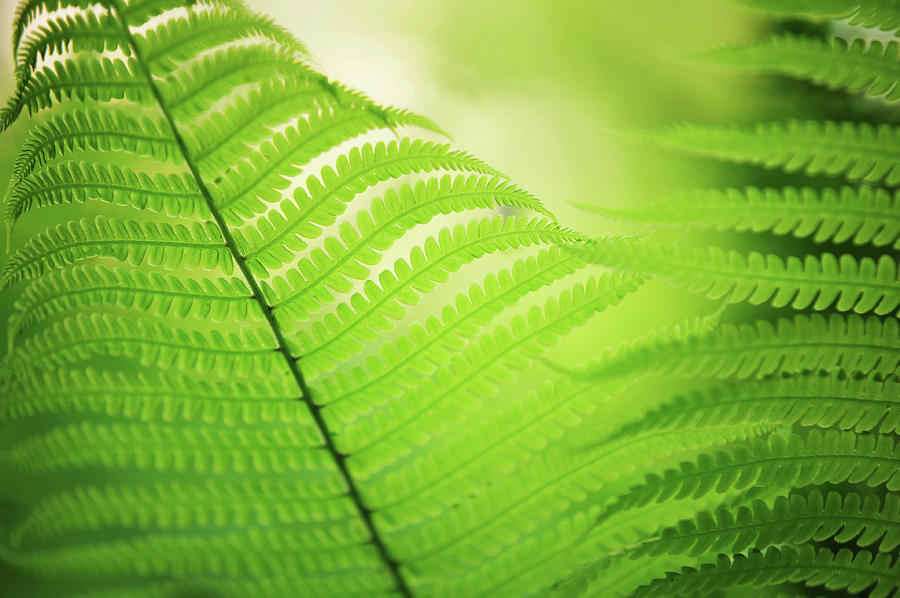 Fern Leaves 7. Green World  Photograph by Jenny Rainbow