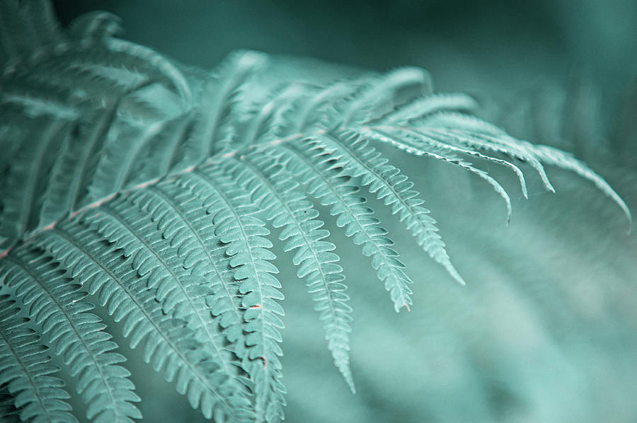 Fern Leaves Abstract 1. Nature in Alien Skin Photograph by Jenny Rainbow