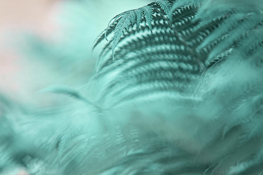Fern Leaves Abstract 2. Nature in Alien Skin Photograph by Jenny Rainbow