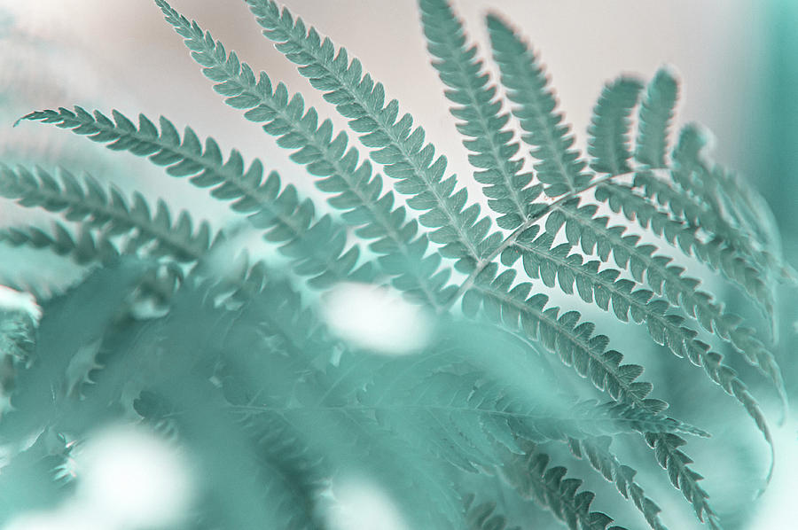 Fern Leaves Abstract 3. Nature in Alien Skin Photograph by Jenny Rainbow