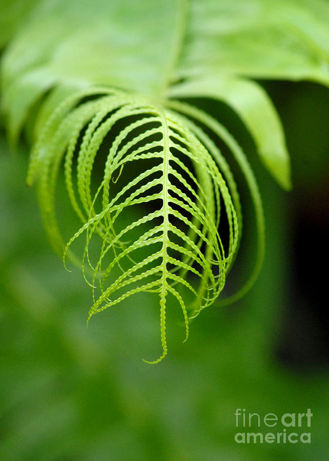 Fern leaves Digital Art by Glenn Morimoto - Fine Art America