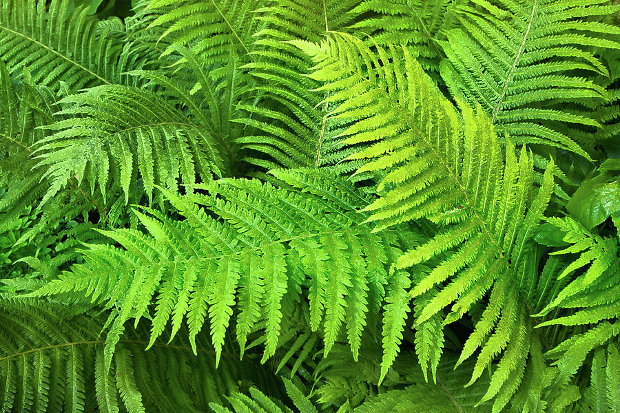 Fern Leaves I Photograph By Margarita Buslaeva 