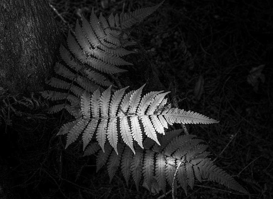 Fern Life b/w Photograph by Marvin Spates