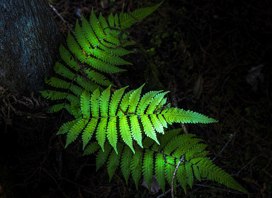 Fern Life Photograph by Marvin Spates