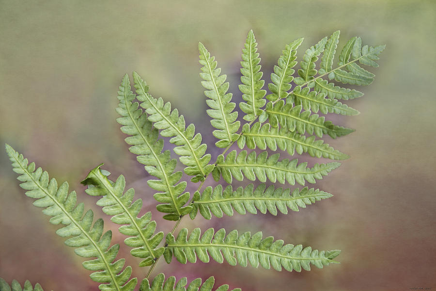 Nature Photograph - Fern by Louise Hill