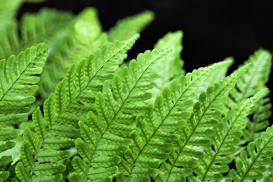 Fern Photograph by Mary Ann Artz - Fine Art America