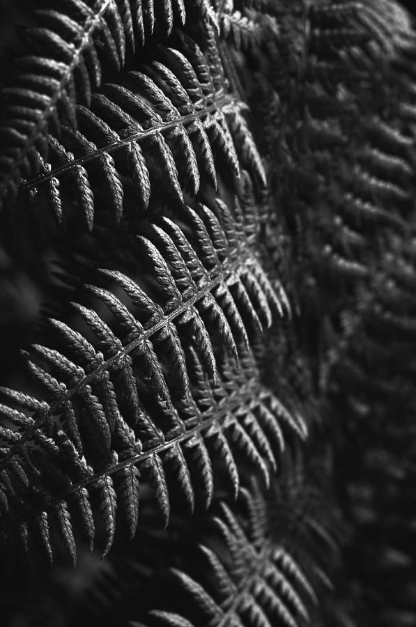 Fern me up - BW Photograph by Marcus Karlsson Sall