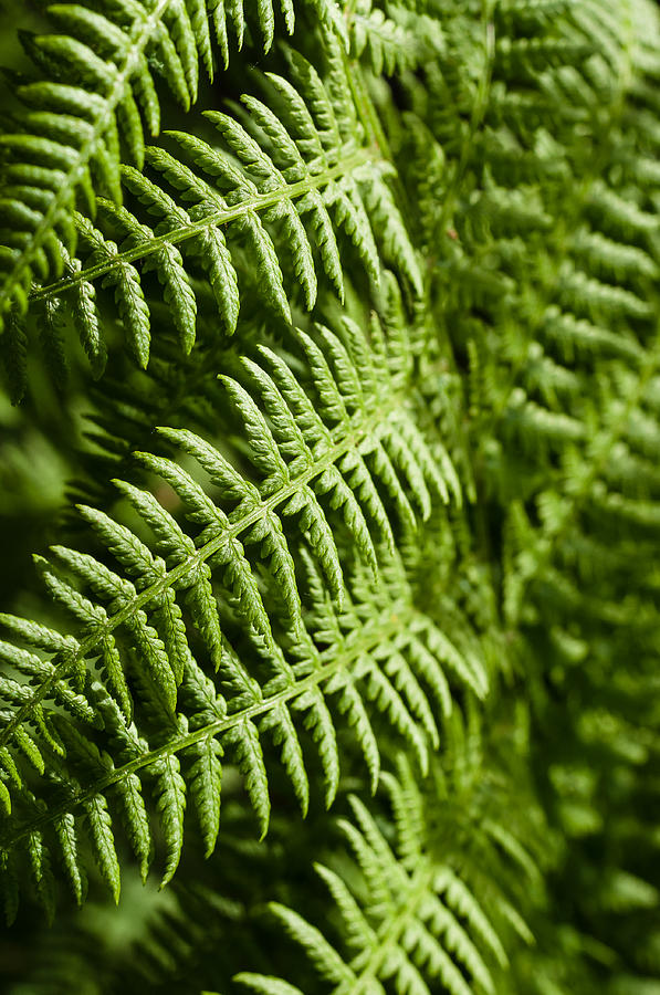 Fern me up Photograph by Marcus Karlsson Sall