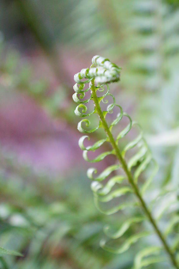 Fern Photograph by Megan Swormstedt