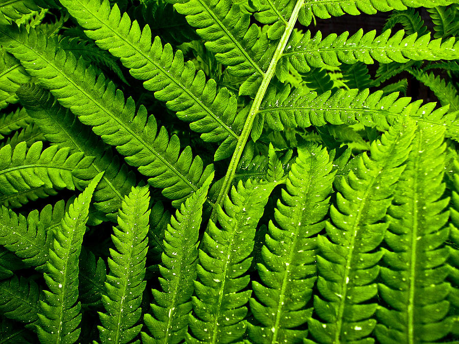 Fern Photograph by Neil Pankler