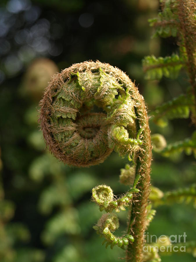 Fern Spring Spiral Photograph by Richard Brookes