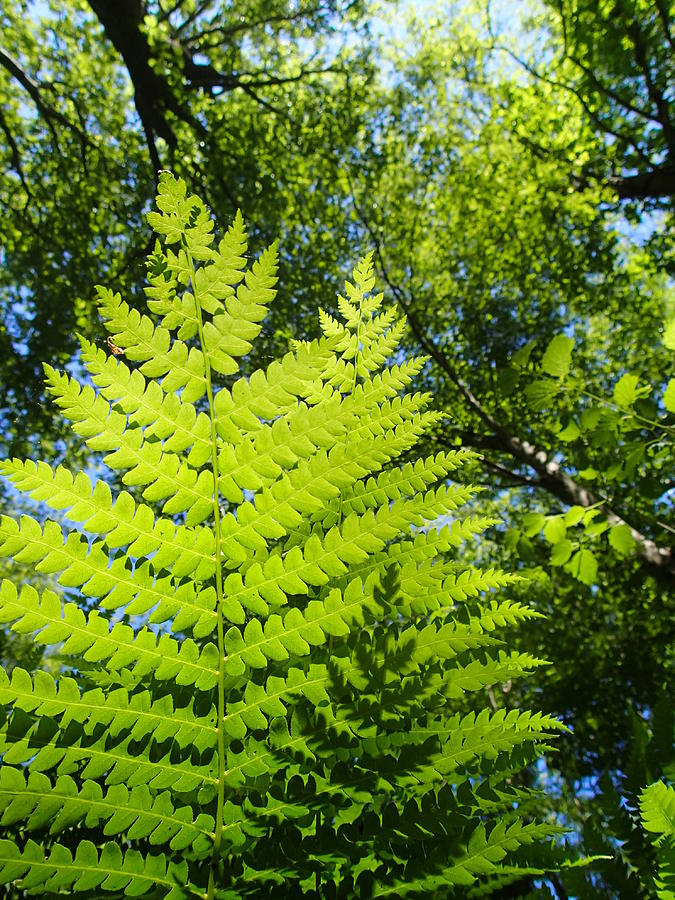 Fern Photograph by Robert Nickologianis