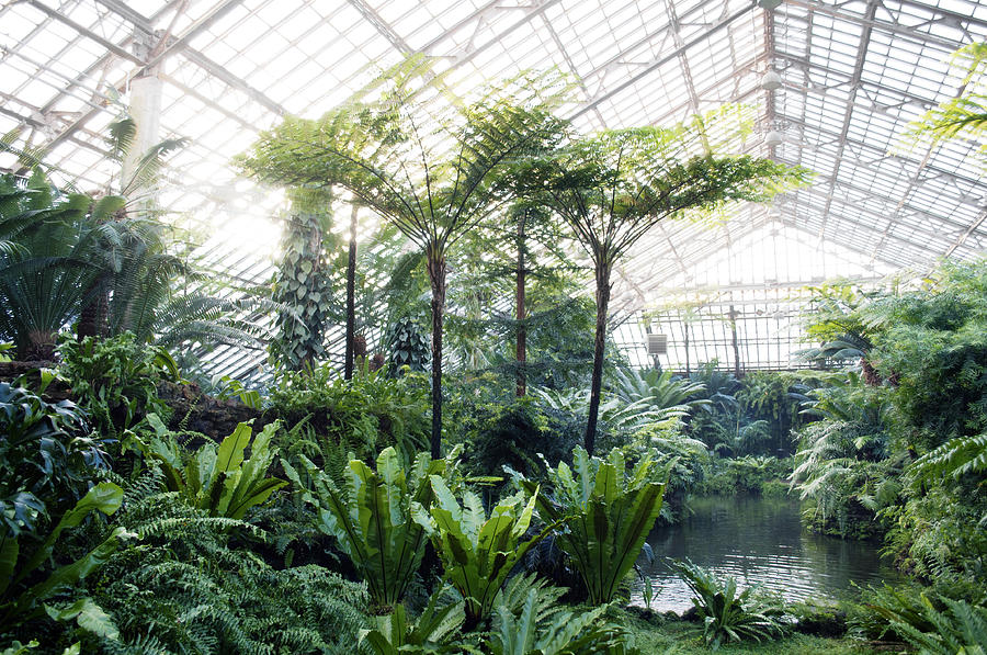 Fern Room Glass Dome