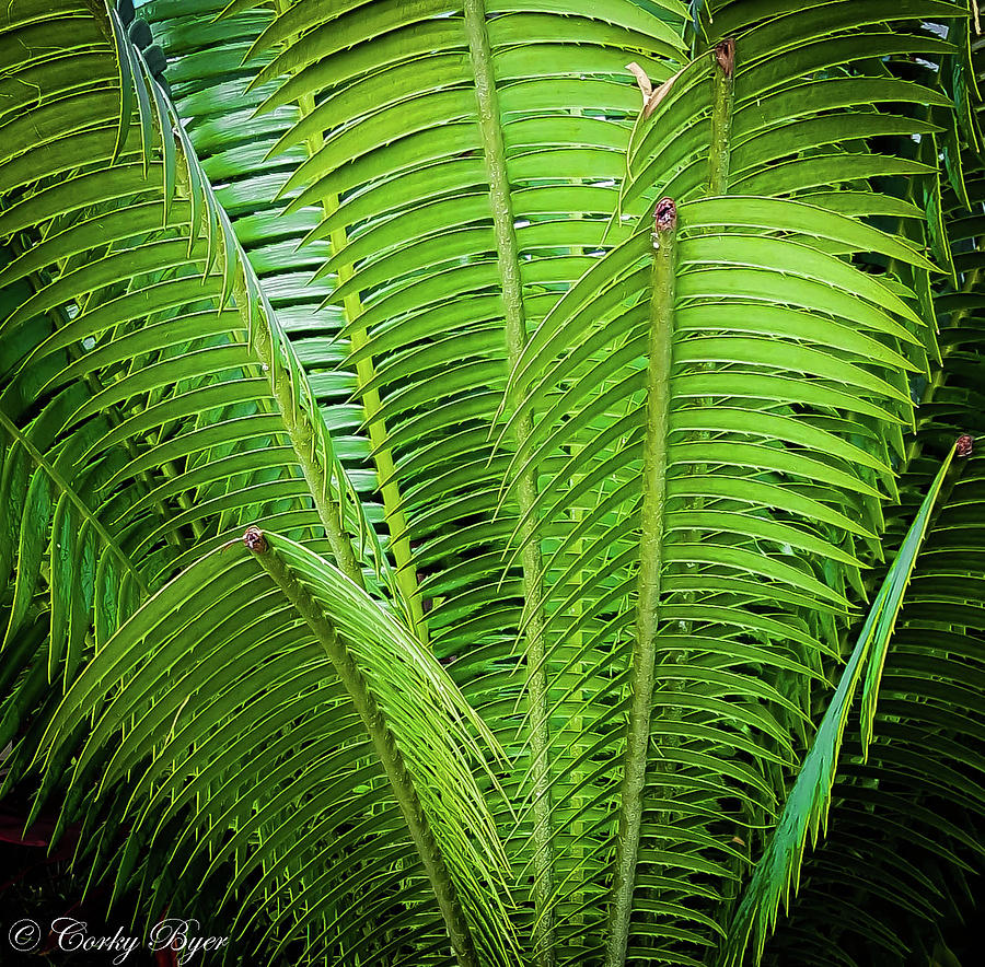 Fern Stalks Photograph By Corky Byer - Fine Art America