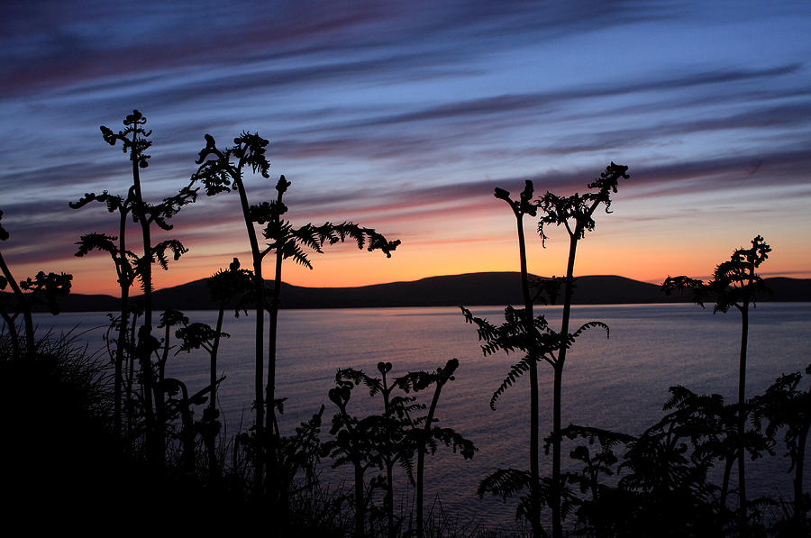 Fern Sunset Photograph by Aidan Moran