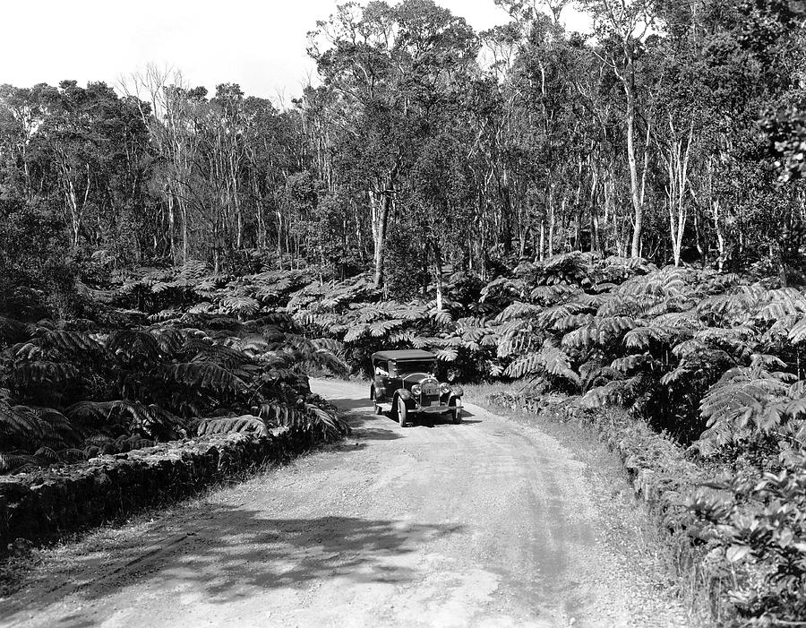 Transportation Photograph - Fern Trees On Mauna Loa by Underwood Archives