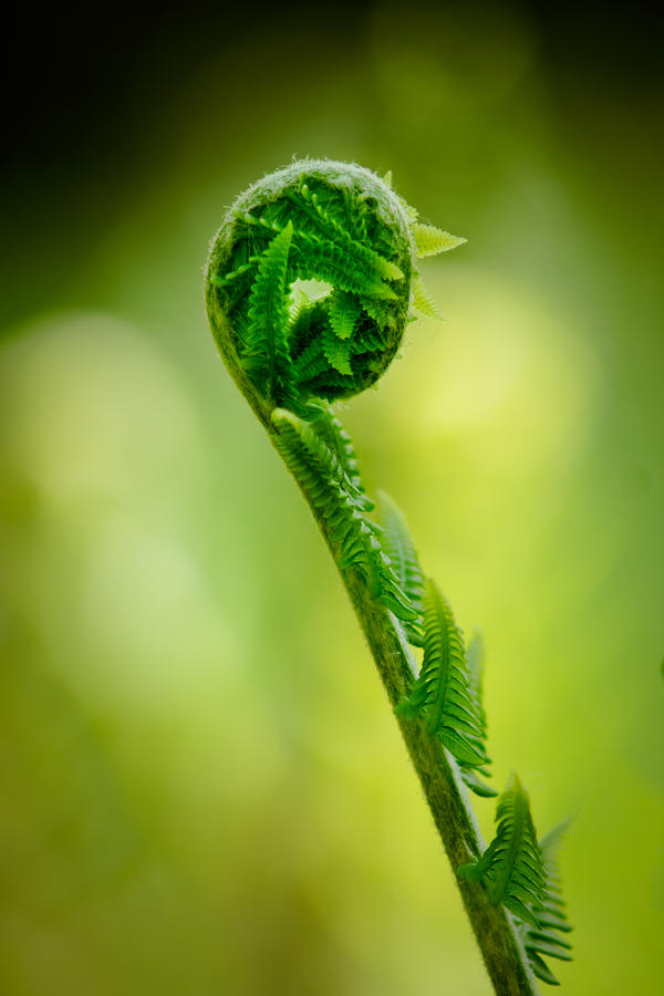 Nature Photograph - Fern unwound by Chris Bordeleau