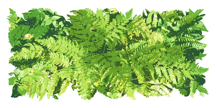 Nature Painting - Fern Vignette by JQ Licensing