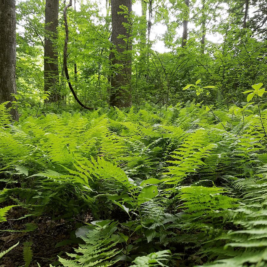 Fern Woods Photograph by Vic Ritchey