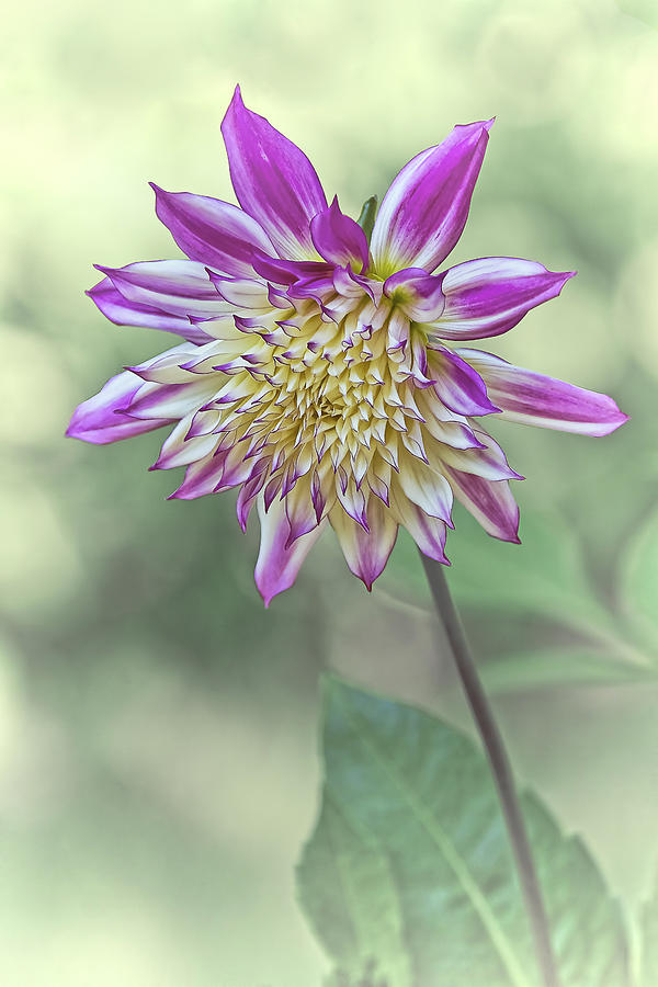 Nature Photograph - Ferncliff Illusion Dahlia by Marcia Colelli