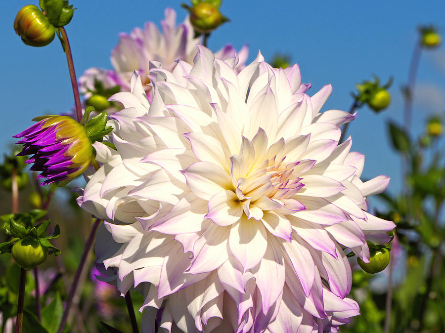 Ferncliff Illusion Giant Dahlia Photograph by Sharon Talson