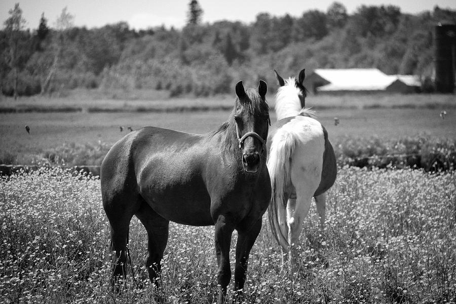 Ferndale Horses Photograph by Julius Reque