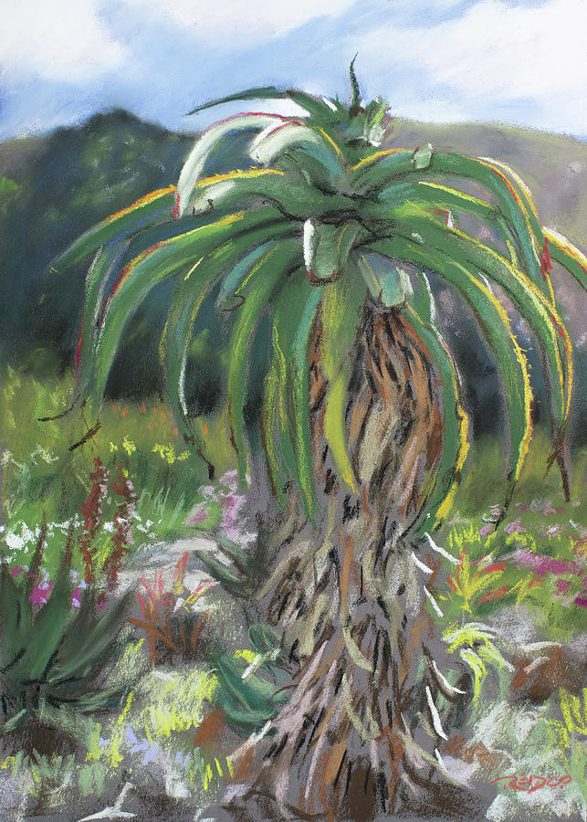Fernkloof Aloe Pastel by Christopher Reid
