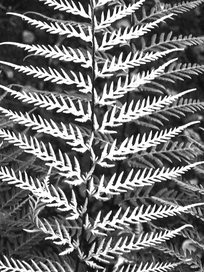 Ferns - Black and White Photograph by Kerri Ligatich
