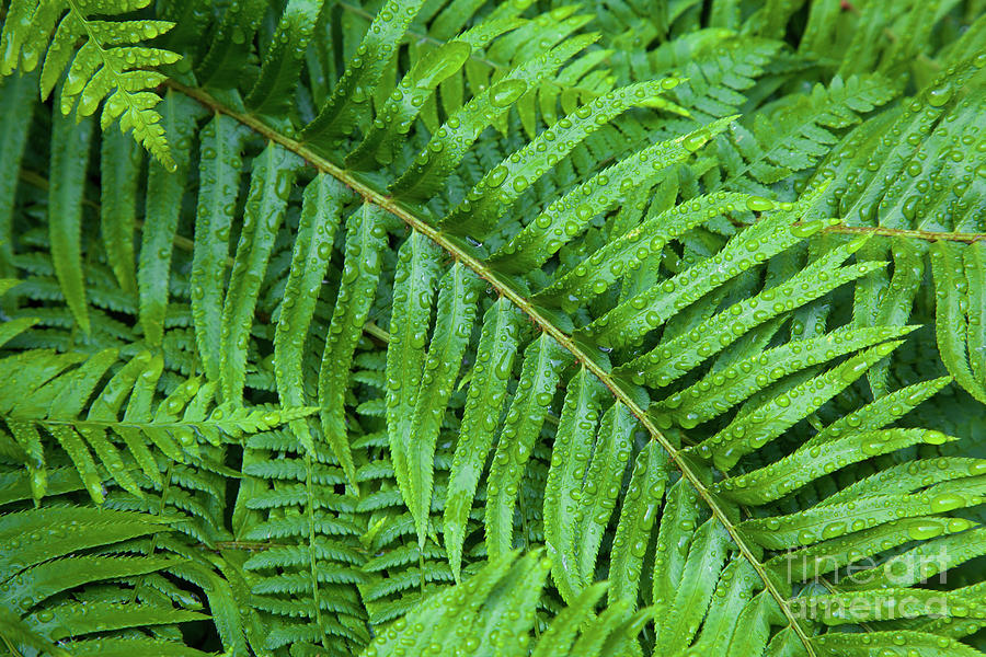 Ferns after a spring rain Photograph by Bruce Block