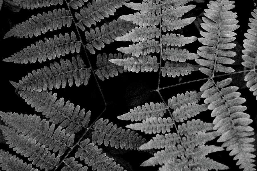 Ferns Photograph by Alana Ranney