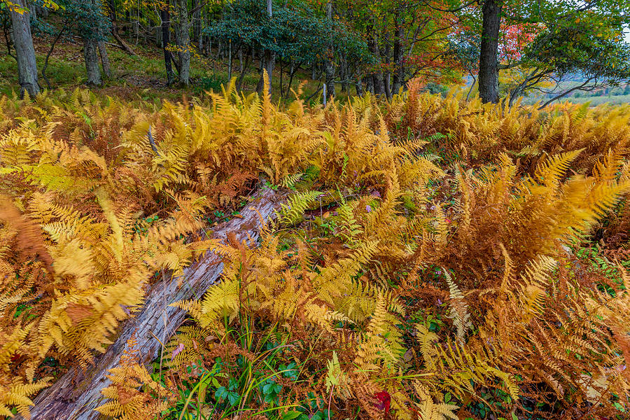 Fall Photograph - Ferns along a trail by Jason Lemley