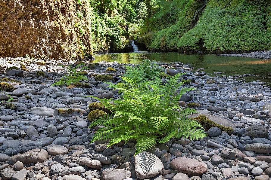 Ferns along Banks of Eagle Creek Photograph by David Gn