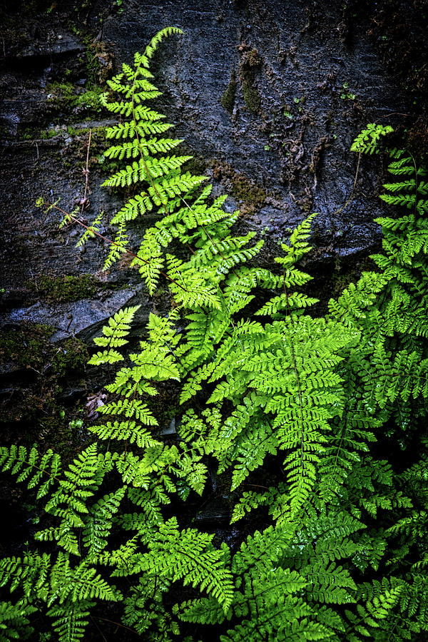 Ferns along the Gorge Wall Photograph by Carolyn Derstine