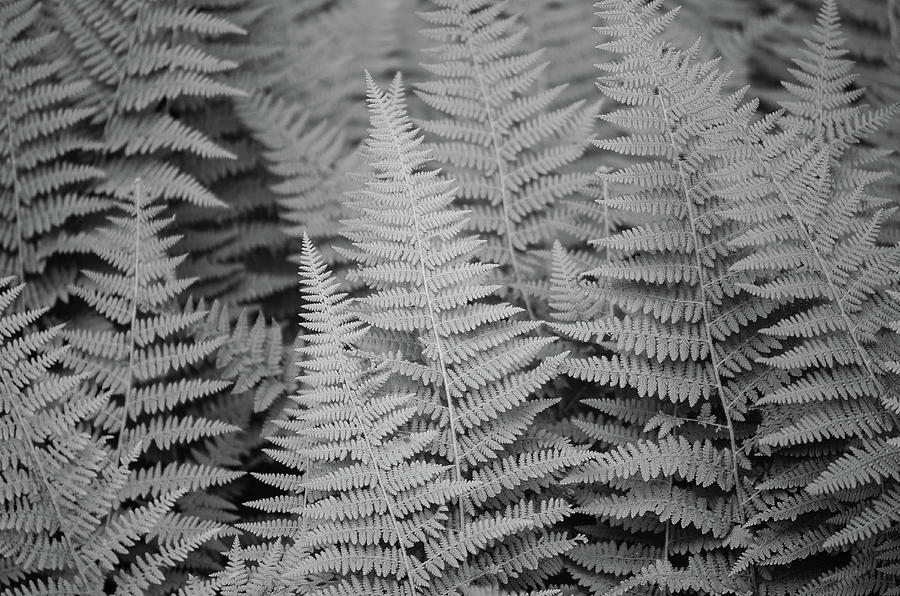 Ferns by Amanda Rimmer Ferns by Amanda Rimmer