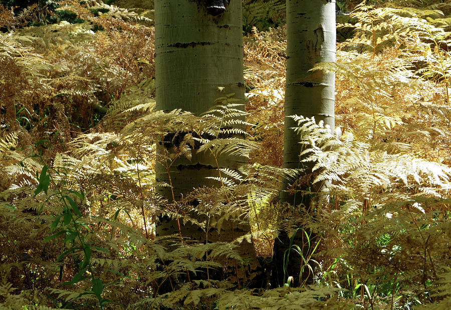 Ferns and Aspens Photograph by Carol Milisen