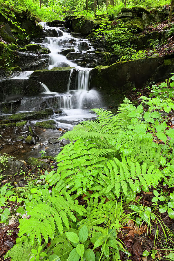 Ferns And Cascading Brook Photograph by Alan L Graham